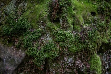 beartown state park, WV