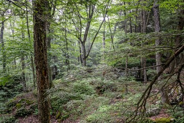 beartown state park, WV