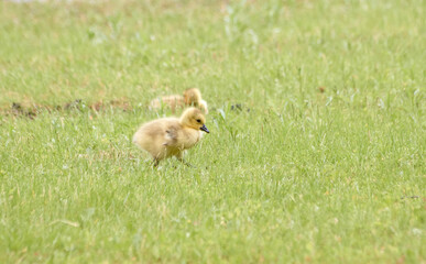 Gosling Walking in the Grass
