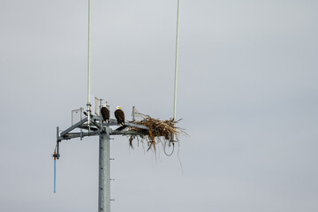 Bald eagle on a nest built on a mobile communications tower platform with omni antennas, Homer, AK
