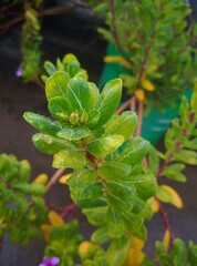 close up of a plant in the garden