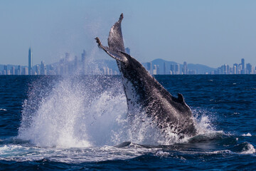 Fototapeta premium Humpback whales tail slapping at the start of their annual migration