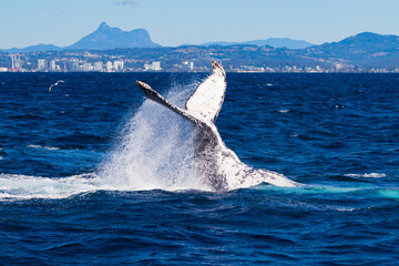 Fototapeta premium Humpback whales tail slapping at the start of their annual migration