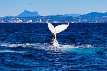 Humpback whales tail slapping at the start of their annual migration