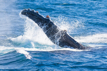 Fototapeta premium A migrating humpback whale slapping its pectal fin into the ocean