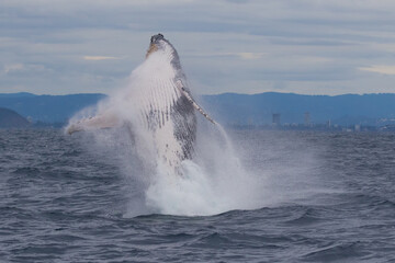 Breaching Humpback whales at the start of their 2023 migration