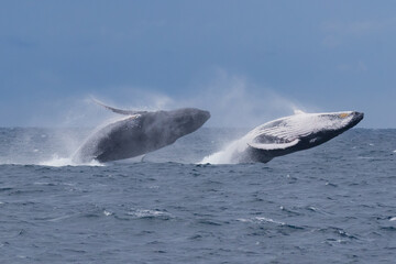 Fototapeta premium Breaching Humpback whales at the start of their 2023 migration