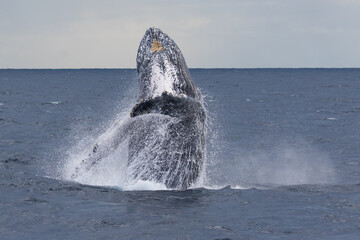 Breaching Humpback whales at the start of their 2023 migration