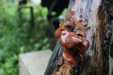 mushroom on tree