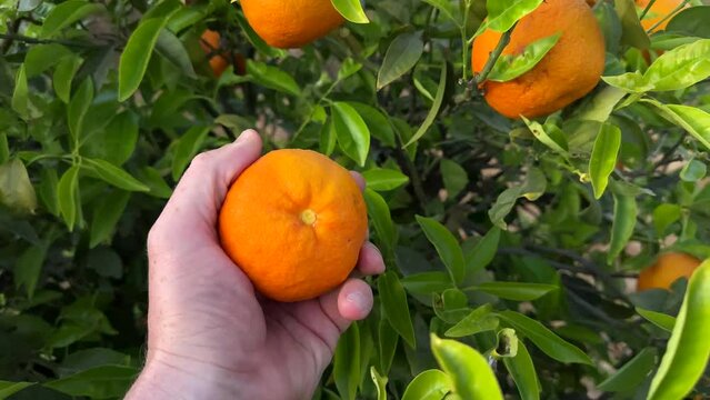 Orange Groves on mandarin tree in harvest. Orange fruit in hand of farmer's. Orange citrus fruits garden. Mandarin trees plantation. Harvesting season in Spain Grove. Citrus Tangerine plant.

