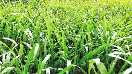 Obraz premium Fresh green carabao grass on the field