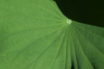 green leaf texture