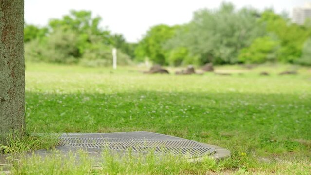 大木と草と木々・鳥が横ぎる（ボケ）