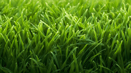 Fototapeta na wymiar fresh green grass backround with empty copy space ,blurry background Generative AI