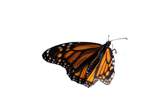 Papillon Monarque Orange en Gros Plan sur fond transparent: Beaut&eacute; D&eacute;licate et Color&eacute;e dans la Nature