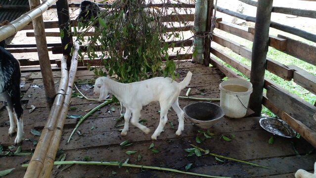 Animals  poti