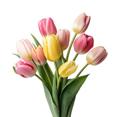 Colorful tulip flower plant arrangements transparent 
