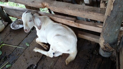 goat on farm