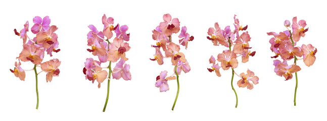 Set of cut out pink old rose vanda orchids stem isolated on white background on summer season