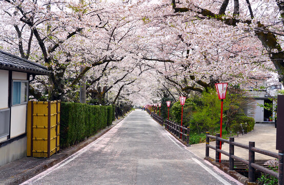 The road and cherry blossom trees are beautifully blooming in Dake onsen, a famous onsen resort in Japan.