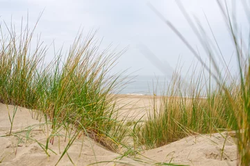 Photo sur Plexiglas Mer du Nord, Pays-Bas Beach view from the path sand between the dunes at Dutch coastline. Marram grass, Netherlands. The dunes or dyke at Dutch north sea coast