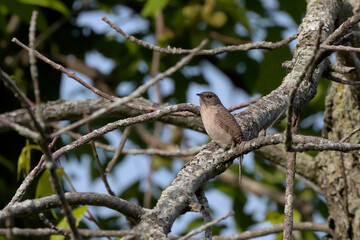 The house wren (Troglodytes aedon). The house wren is a very small bird . It is  the most widely distributed native bird in the Americas