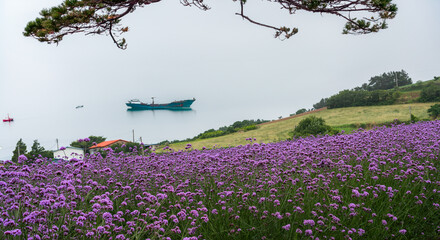 함평 안악 해변에 핀 보라색 버들마편초 꽃 - obrazy, fototapety, plakaty