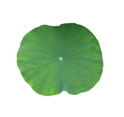 Close up waterlily or nelumbo or lotus leave. Close up single green leaf of lotus tree isolated on transparent background.