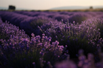Obraz premium lavender in the field