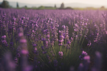 Obraz premium lavender in the field
