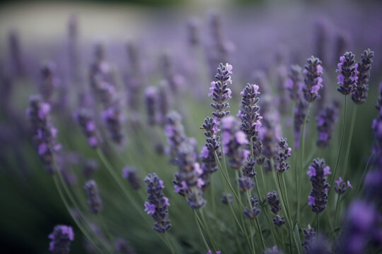 lavender in the field © Kritchanok