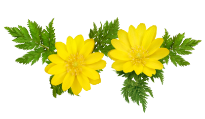 フクジュソウ　2月撮影