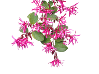 ベニバナトキワマンサク　3月撮影