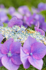 アジサイとカエル