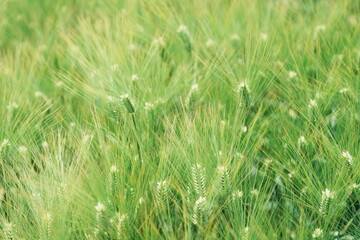 green barley field