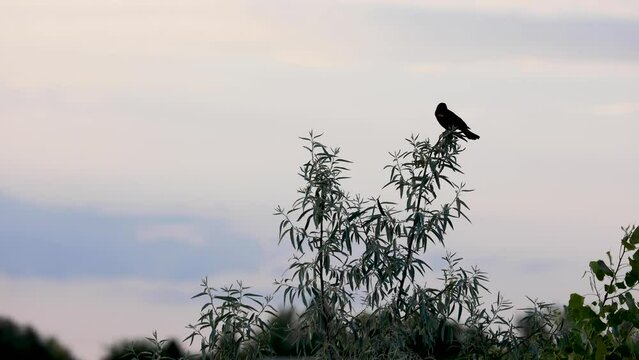 American Crow on Tree in Boulder Colorado, County of Boulder Wildlife Birds, American Crow on Windy Tree