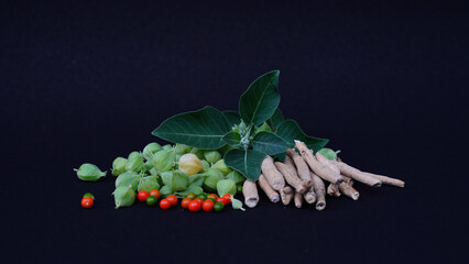 Root Withania somnifera, known commonly as ashwagandha, Indian ginseng, poison gooseberry or winter cherry