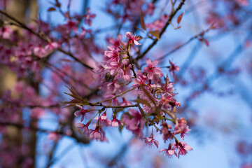 Beautiful pink flowers in the vast forest