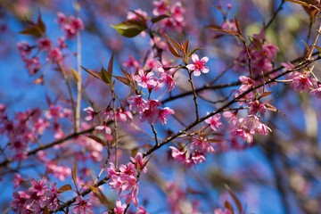 Beautiful pink flowers in the vast forest