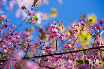 Beautiful pink flowers in the vast forest