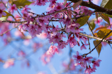 Beautiful pink flowers in the vast forest