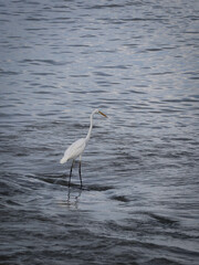 great white egret at seaside waiting to catch a fish
