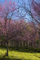 Beautiful pink flowers in the vast forest