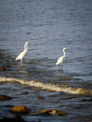 great white egret at seaside waiting to catch a fish