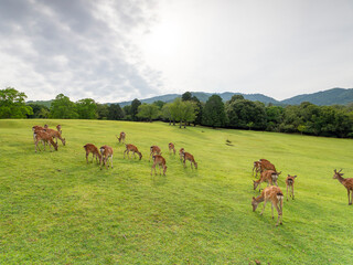 新緑の草を食べる奈良公園の鹿の群れ