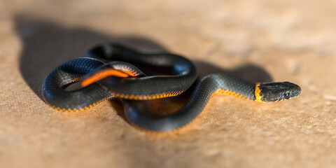 Coiled Juvenile Pacific Ring-necked Snake. Alameda County, California, USA.