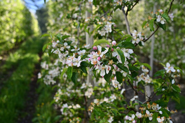 Fototapeta premium Apfelblüte in Südtirol