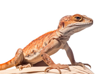 Brown lizzard on the branch isolated on transparent background