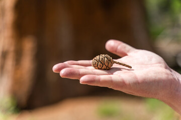 Man holding a sequoia pine cone.