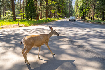 Close-up of Black Tailed Mule Deer (Odocoileus hemionus columbianus) crossing a roadway in Yosemite National Park.